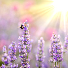 Naklejka premium Bee on Lavender