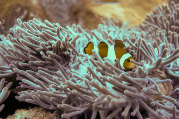Naklejka na ściany i meble Underwater photography of fishes in a sea anemone