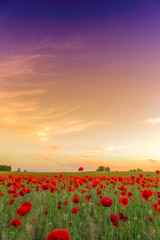 Poppies field meadow in summer