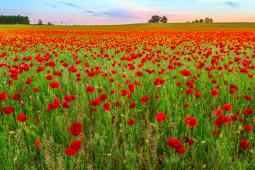 Poppies field meadow in summer