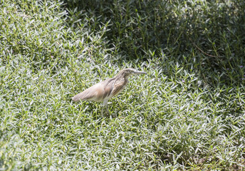 Squacco heron standing on a river bank