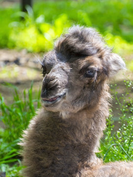 Portrait of a camel baby