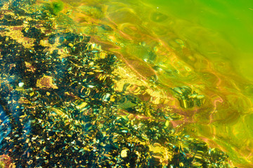 Abstract background. Shells in water