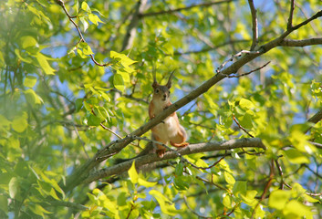 Squirrell on the tree