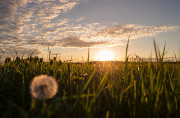 Sommerwiese im Sonnenuntergang 