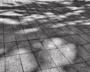 czarno-białe cienie drzew na chodniku