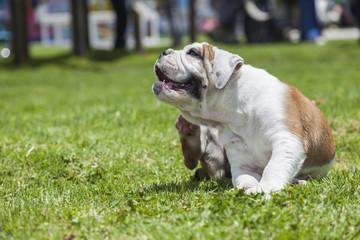 Fototapeta premium English Bulldog puppy