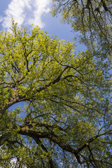 Obraz premium Baum im Frühling