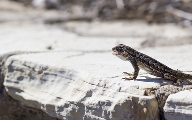 Lizard Sunning Himself on a Rock with Mouth Agape
