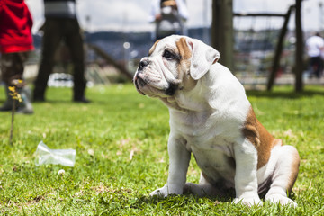 English Bulldog puppy