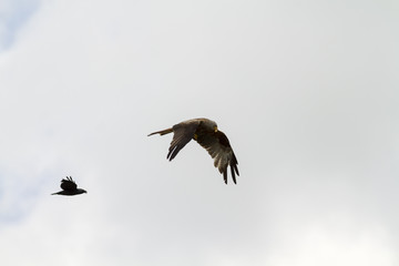 Red Kite