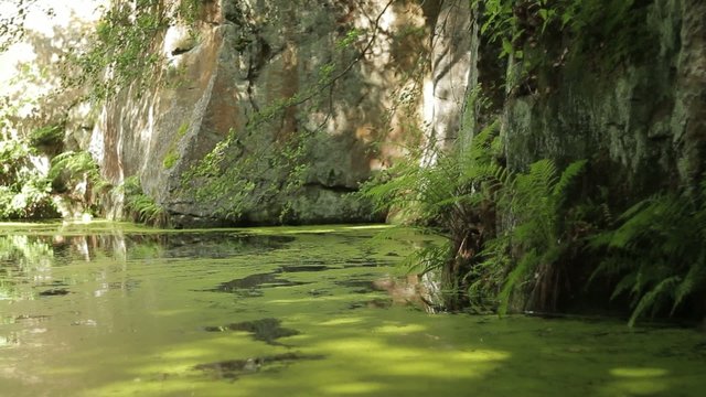 Teich mit grünen Algen, Entengrütze Felsen und Büsche