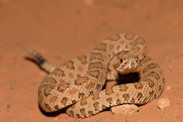 Crotalus concolor