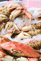 Fresh Dungeness crab on ice