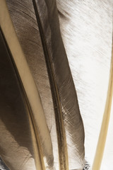 Transparent feathers