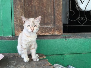 Junge Katze