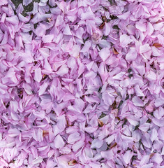 pink blossom of a tree