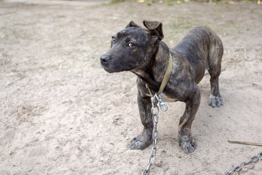 Neapolitan Mastiff puppy on a metal chain standing on the ground