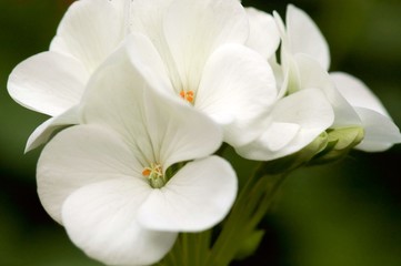 Obraz na płótnie Canvas White begonia flowers