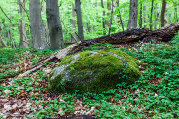 Gespensterwald Nienhagen