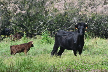 vache camarguaise et son veau