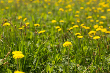 Yellow dandelion meadow
