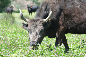 vache camarguaise âgée