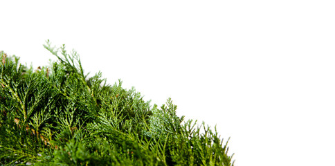 sapin fond et texture