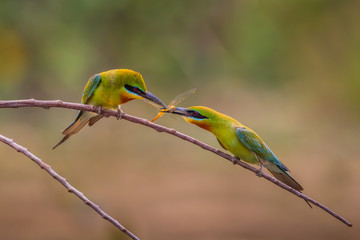 Sweet Blue-tailed bee-eater ( Merops philippinus)
