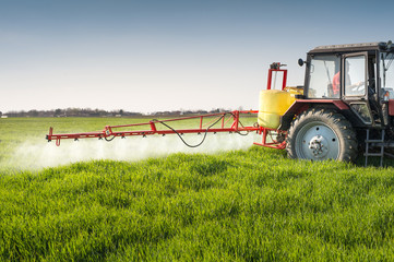 Naklejka premium Tractor spraying wheat field