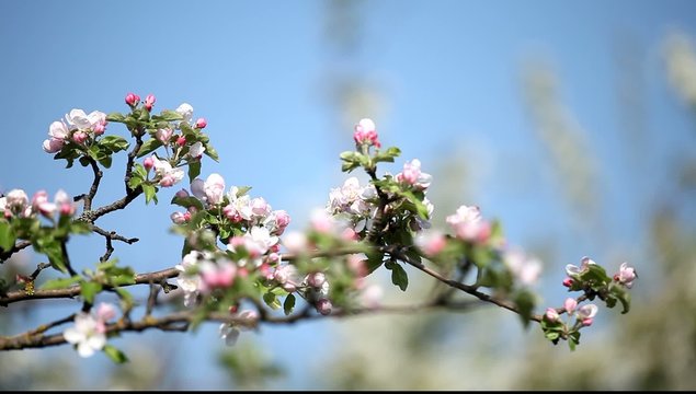 Blossom apple tree in the garden in spring time