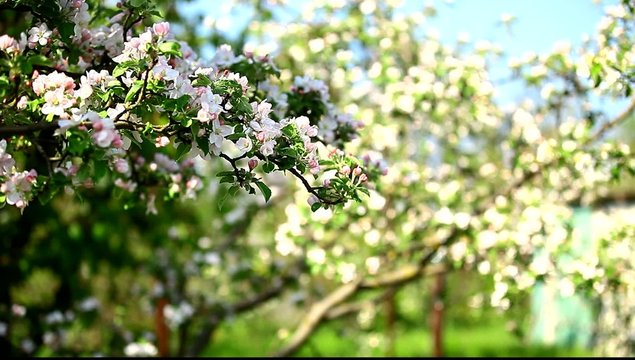 Blossom apple tree in the garden in spring time