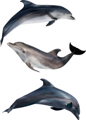 Naklejka premium three gray dolphins isolated on white