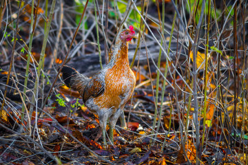 Portrait of female Red junglefowl (Gallus gallus) 