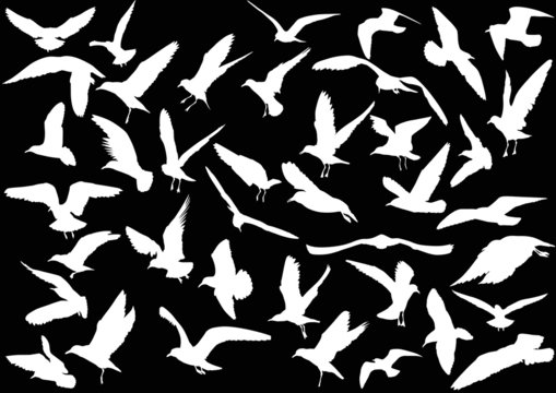 set of forty gull white silhouettes