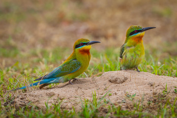 Full frame couple of Blue-tailed bee-eater