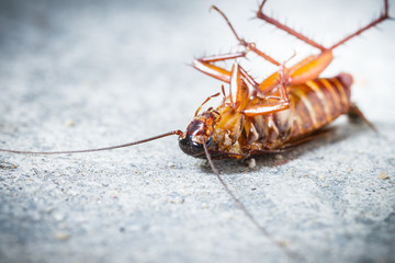 Close up of death cockroach on floor - 82894187