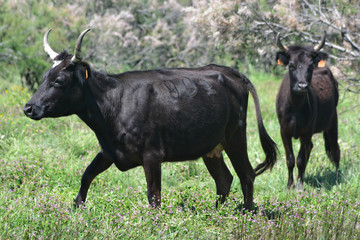 vaches camarguaises