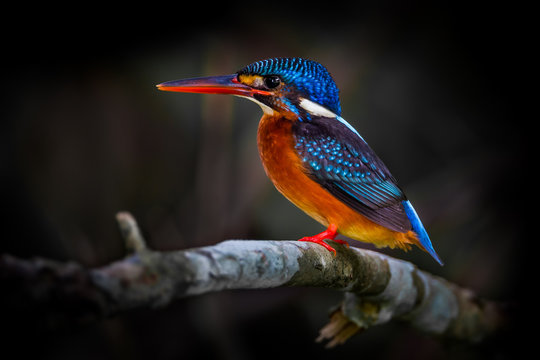 female Blue-eared kingfisher (Alcedo meninting) 