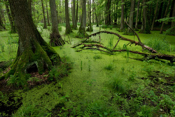 Valley of Barycz in Poland is Wildlife Reserve.