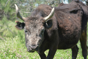 vache camarguaise