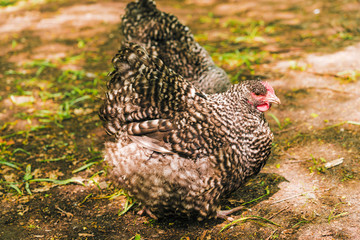 chickens grazing on the grass