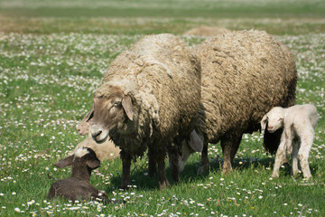 Sheep on the pasture