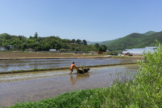 Rice Farmer On A Rice Transplanter