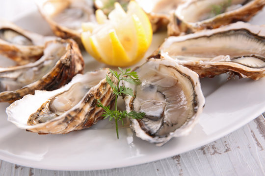 fresh oyster