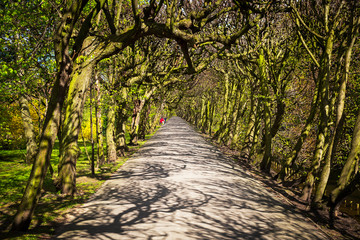 Obraz premium Beautiful alley in the green spring park