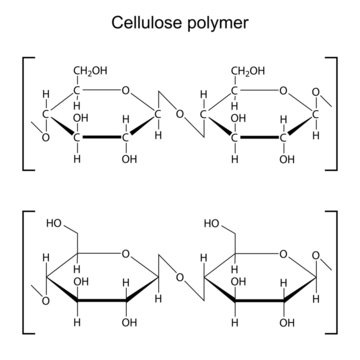 Cellulose polymer molecule - chemical formula