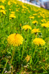 Fototapeta premium Beautiful dandelions on the hill