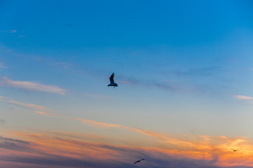 flight at sunset