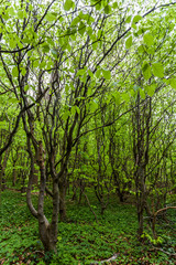 Fototapeta premium Gespensterwald Nienhagen